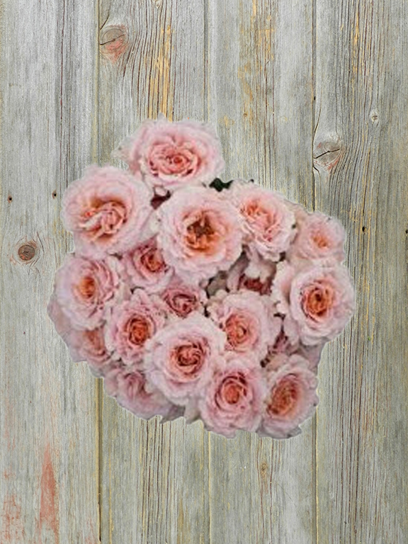 BE LOVING  LIGHT PINK SPRAY ROSE